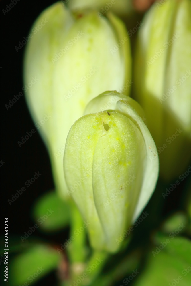 Beautiful mock orange (Philadelphus) flowers close up Beautiful mock orange (Philadelphus) flowers close up