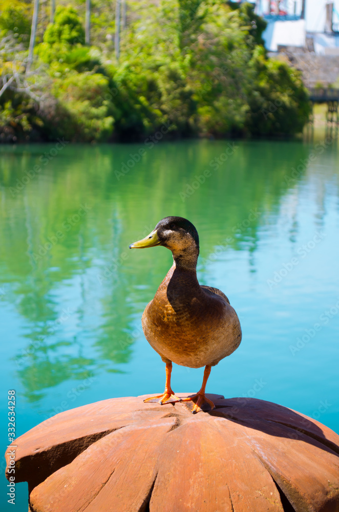 Duck on a beautiful background, Orlando, Florida, USA Duck on a beautiful background, Orlando, Florida, USA