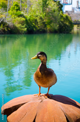 Duck on a beautiful background, Orlando, Florida, USA