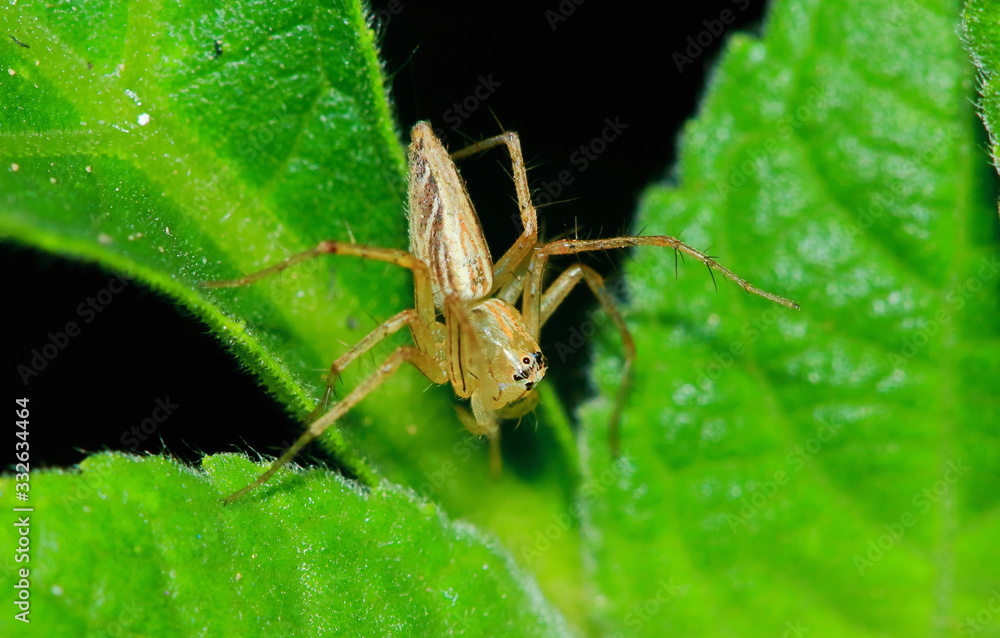 Macro Photography of Jumping Spider on Green Leaf Macro Photography of Jumping Spider on Green Leaf