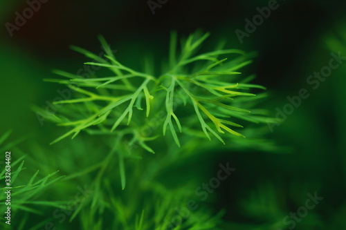 Good fragrant green organic dill leaf in farmers