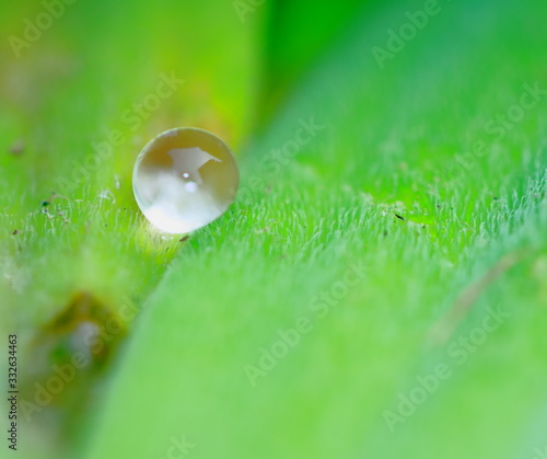 Green background made of fresh plants. Natural texture photo