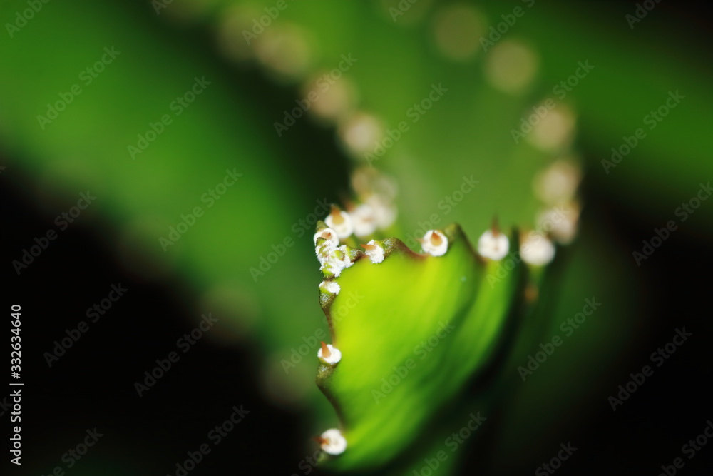 green dragon fruit tree on climber planting nature green dragon fruit tree on climber planting nature