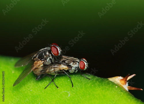 Small fly insects in macro photography on background