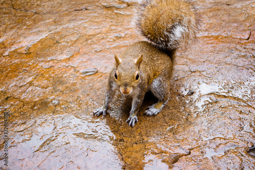 Squirrel in the park. Orlando, Florida, USA photo