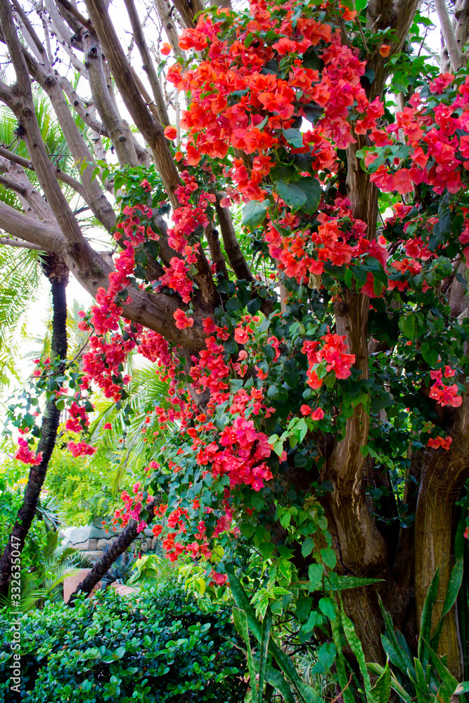 Fototapeta premium Beautiful bush of pink blooming bougainvillea in a tropical park, Orlando, Florida, USA