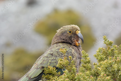 ニュージーランドの野鳥 