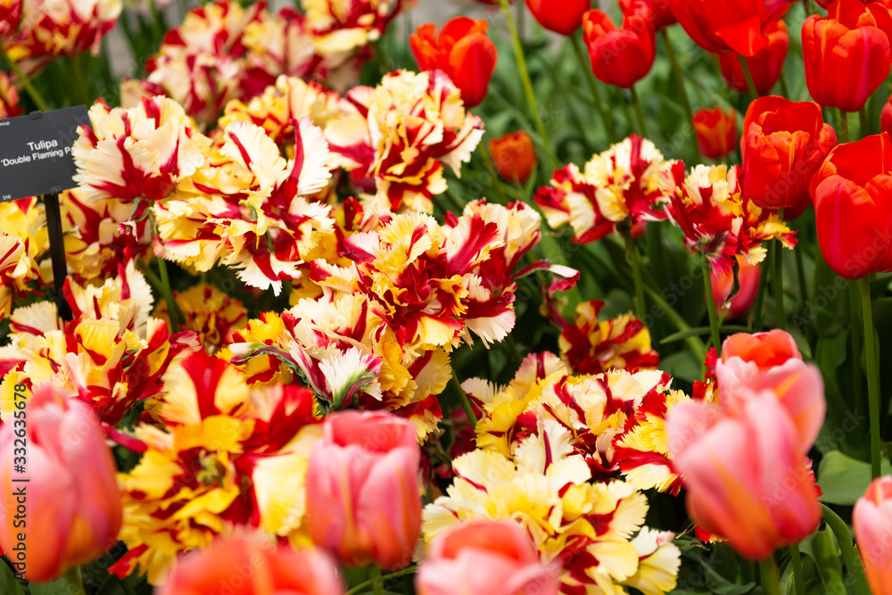 Dutch tulips growing on a flowerbed in spring