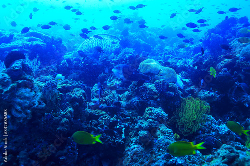 Fototapeta Naklejka Na Ścianę i Meble -  underwater scene / coral reef, world ocean wildlife landscape
