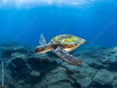 Wide angle shoot of a green turtle in the blue water of Tenerife  Canary Island 