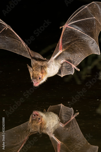 Bat Close Up