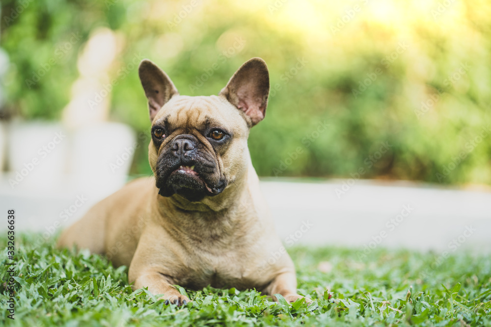 Cute french bulldog lying on grass outdoor.