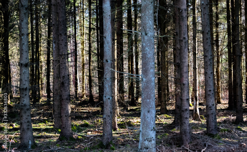 Obraz premium Forest Woods