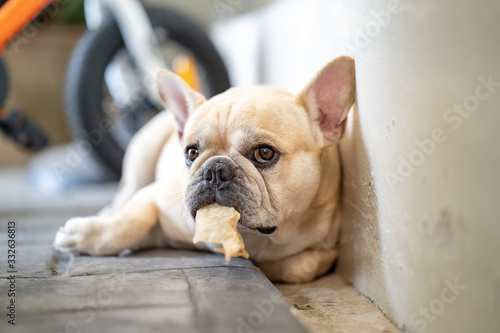 Fototapeta Naklejka Na Ścianę i Meble -  French bulldog lying on tiled floor holding rawhide in his mouth.
