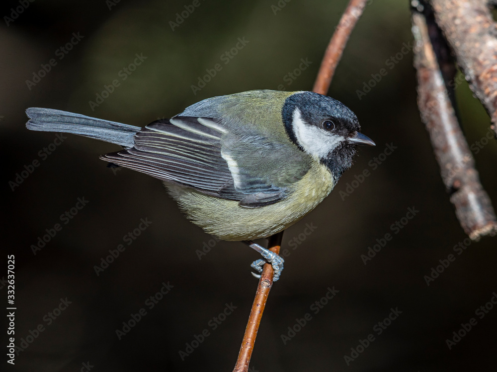 Great Tit used to be our most common winterbird. It has now been overtaken by his blue cousin. Great Tit used to be our most common winterbird. It has now been overtaken by his blue cousin.