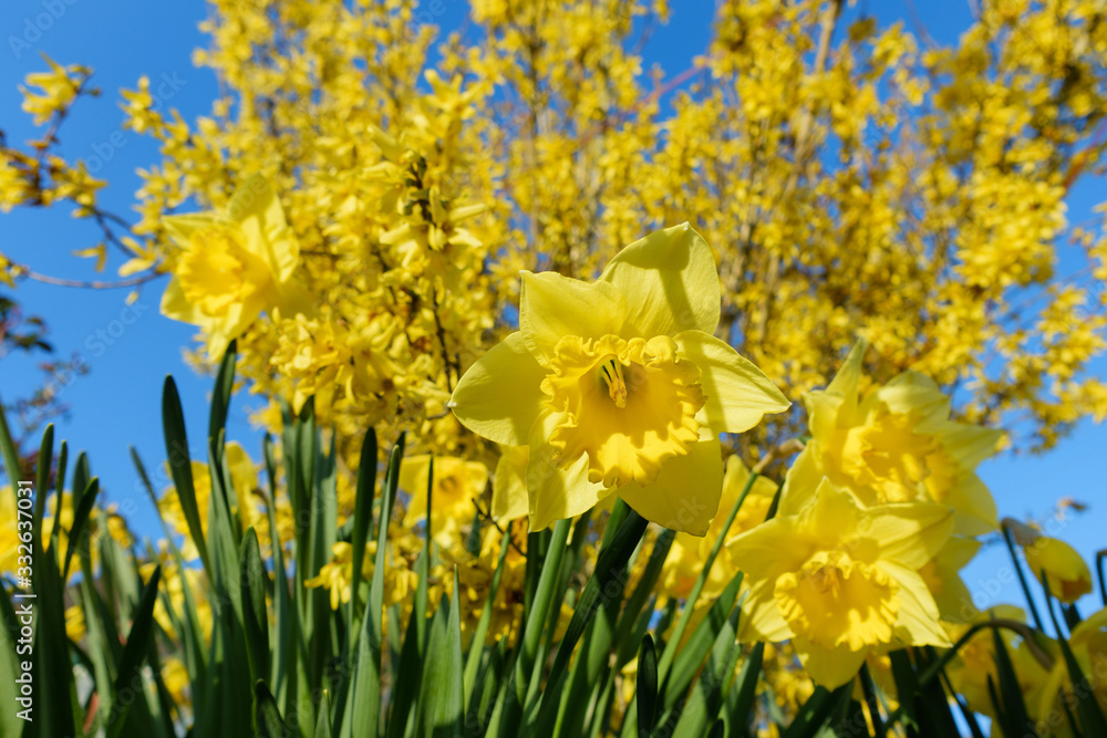 Obraz premium Blühende Narzissen und Forsythien Blüten vor blauem Himmel