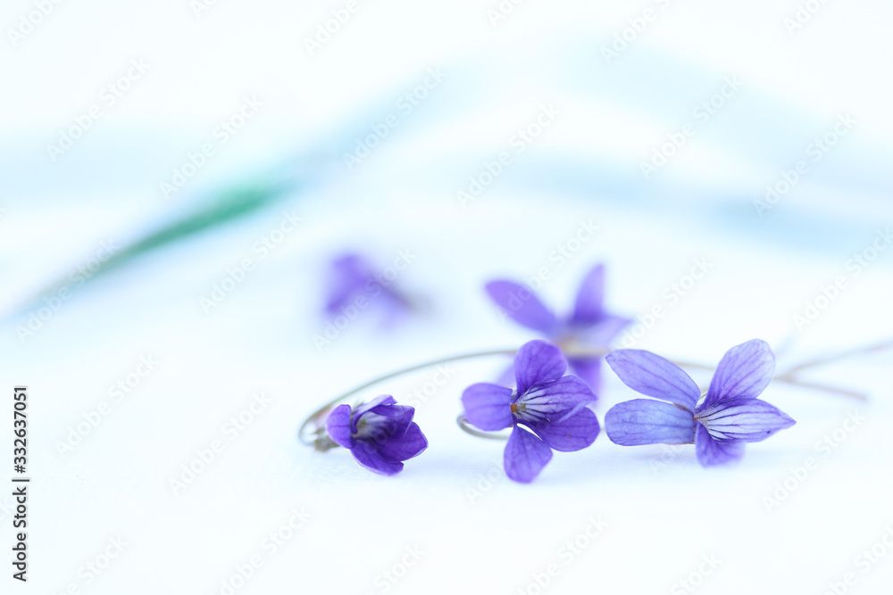 可憐なスミレの花束と緑のリボン Stock Photo Adobe Stock