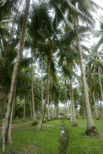 Selective focus of a beautiful view of a coconut farm.