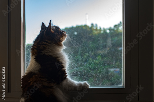 A cat looks outside the window confined at home in the COVID-19 quarantine