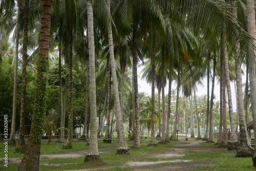 Selective focus of a beautiful view of a coconut farm.