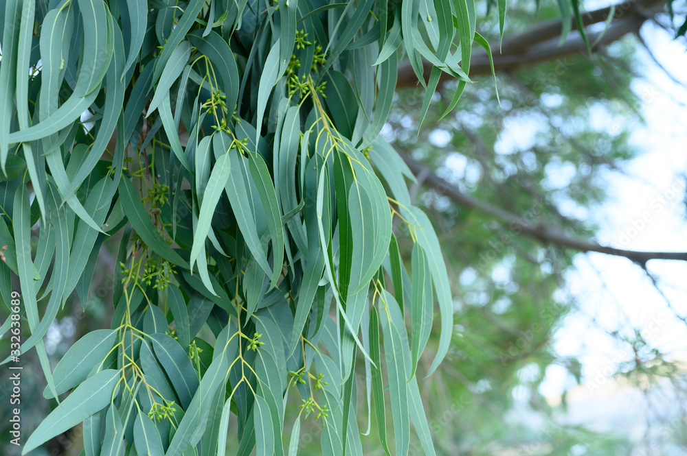 Fototapeta premium eucalyptus leaves. branch eucalyptus tree nature outdoor background