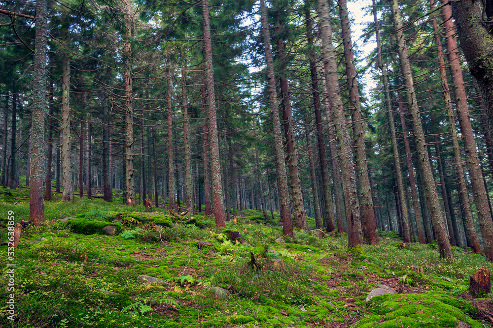 Sunlight in the green forest Sunlight in the green forest