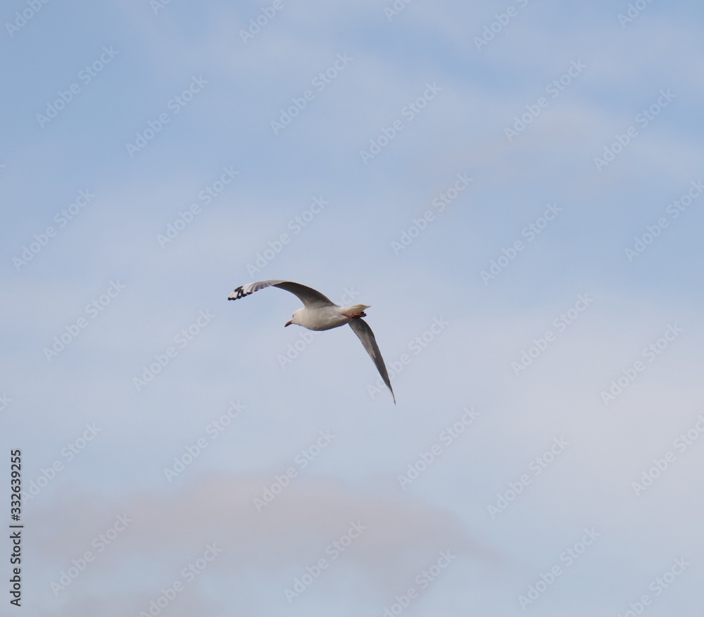 Seagull in full flight over a park lake in Melbourne Australia Seagull in full flight over a park lake in Melbourne Australia