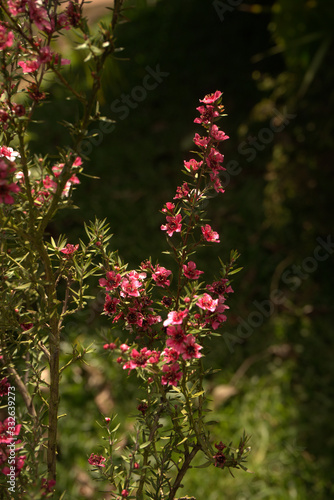 Wallpaper Mural Petite Fleure Rose - Portrait  Torontodigital.ca