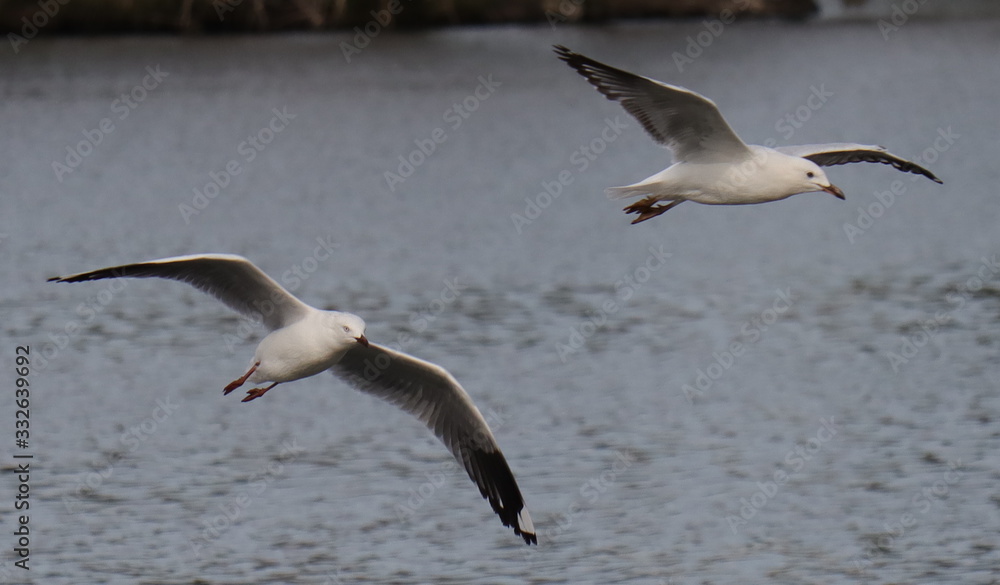 Seagull in full flight over a park lake in Melbourne Australia Seagull in full flight over a park lake in Melbourne Australia
