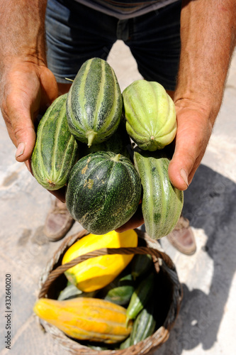Hands holding some Santorini cucumbers.