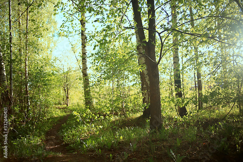 spring green forest landscape, abstract view in forest thicket