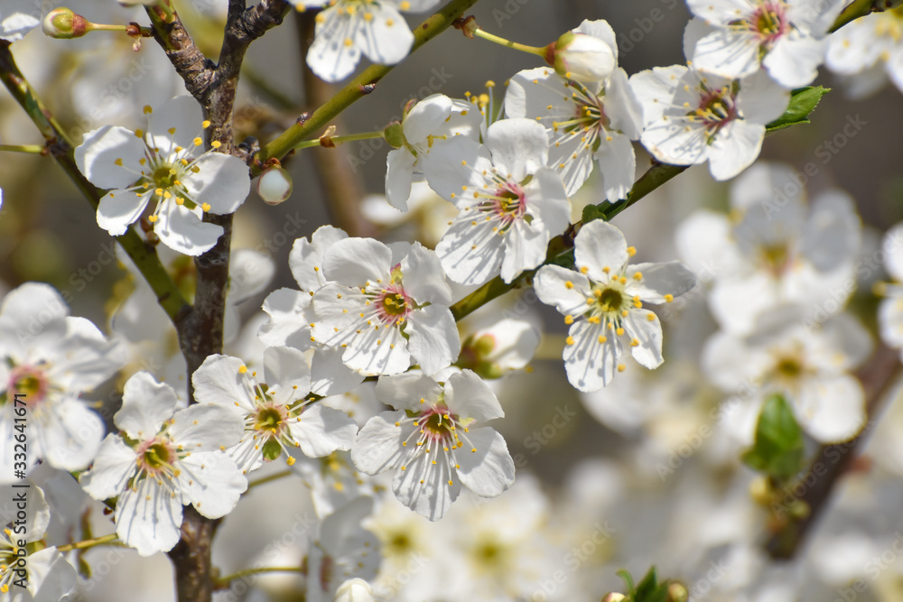 Blooming tree, Spring background. Wild plum in full bloom in spring