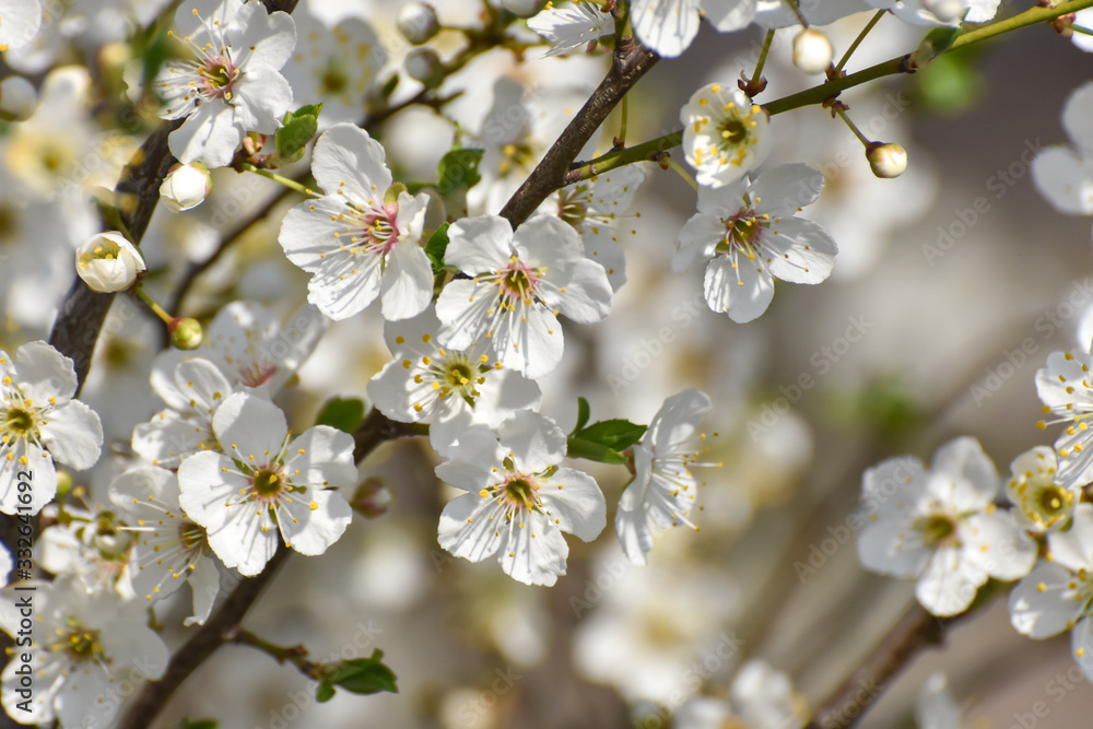 Blooming tree, Spring background. Wild plum in full bloom in spring