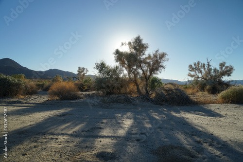 joshua tree national park USA