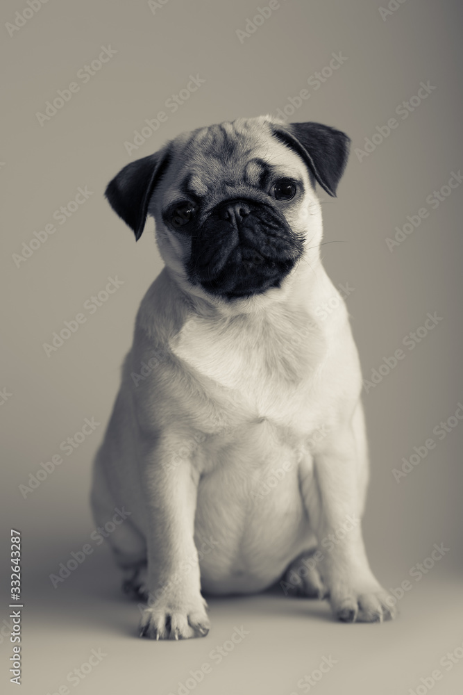 Cute pug puppy sitting on the gradient studio background