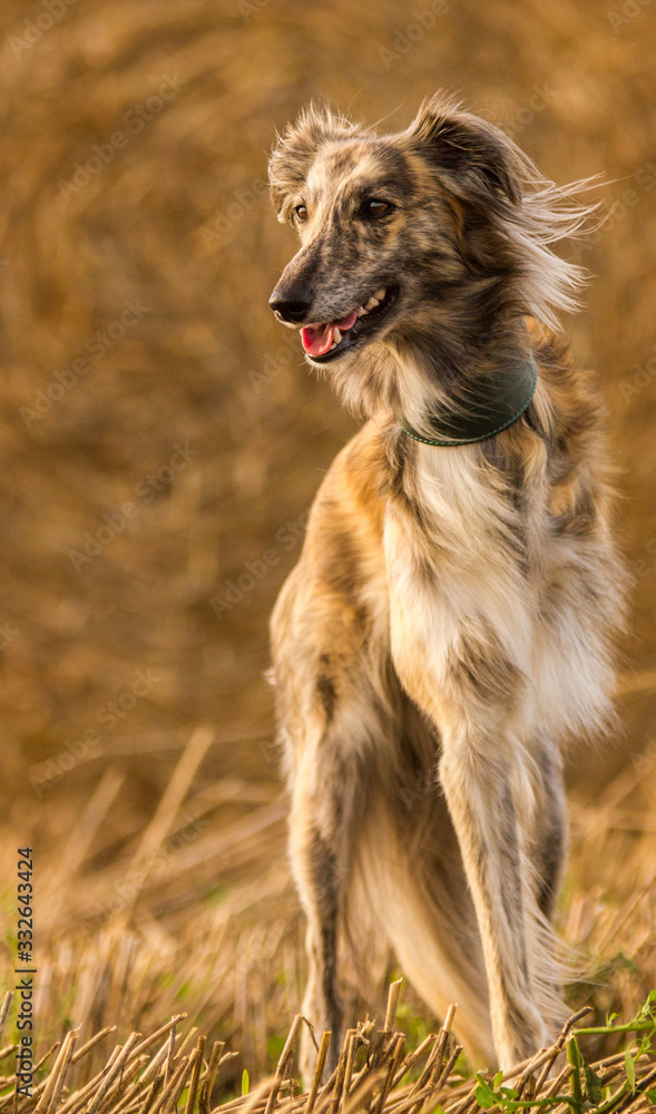 Fototapeta premium Silken Windsprite auf dem Stoppelfeld