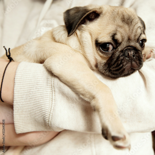 Cute pug puppy resting on owner's hands