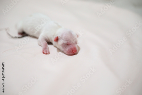baby puppy dog newborn on the white background