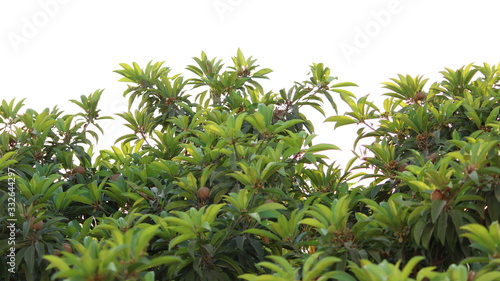 A beautiful sapota tree near my house