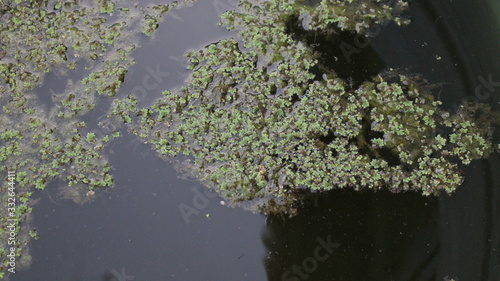 Growing azolla in my fish pond