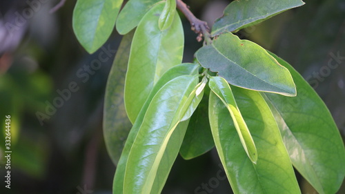 Leafs of a sapota tree