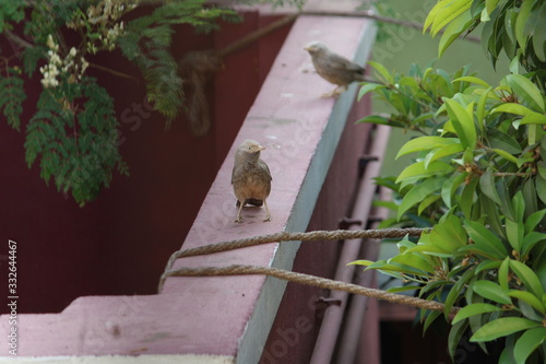 Birds chirping around my house