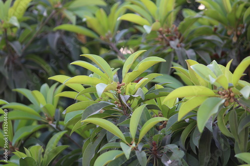 Immature sapota fruits in between the leaves