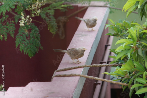 Birds chirping around my house