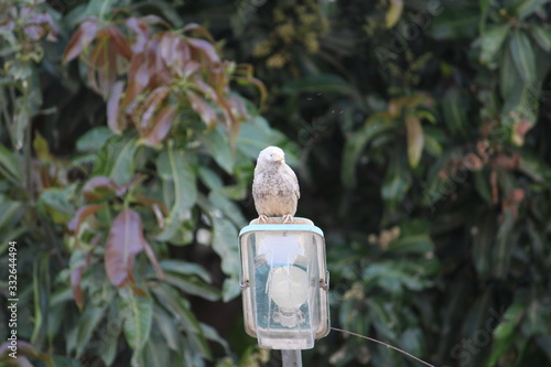 A bird resting on a lamp