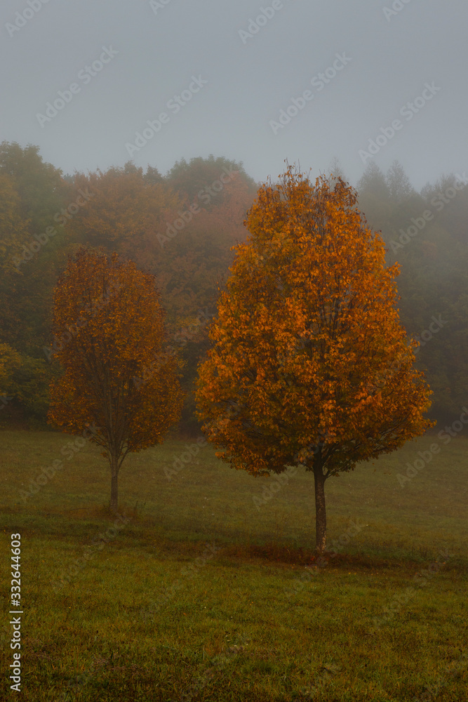 Fototapeta premium single orange tree on a misty day