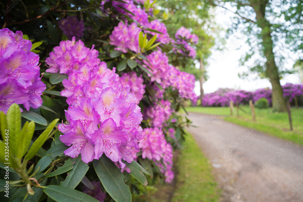 Obraz premium blooming azalea