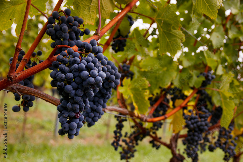 ripe grapes hanging in a vineyard