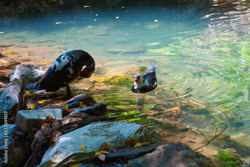 Muscovy ducks swim in a transparent pond. Turkey