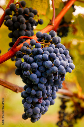 ripe grapes hanging in a vineyard